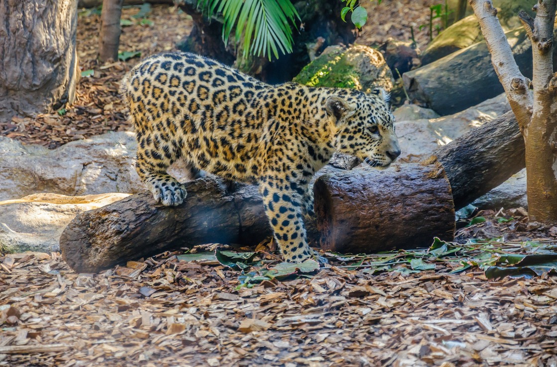 Leopard in Teneriffas Zoo Loro Parque